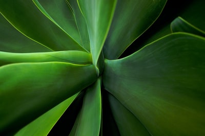 植物微距摄影